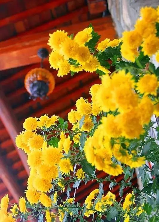 中国最文艺尼姑庵，不烧香只种花，美得想出家！韩红也慕名来参访