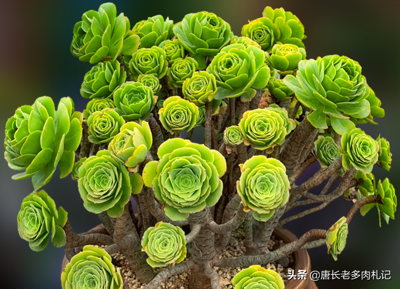 绿发师多肉怎么养详细介绍「记得收藏-骁龙网
