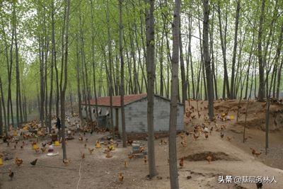 林业专业合作社示范章程