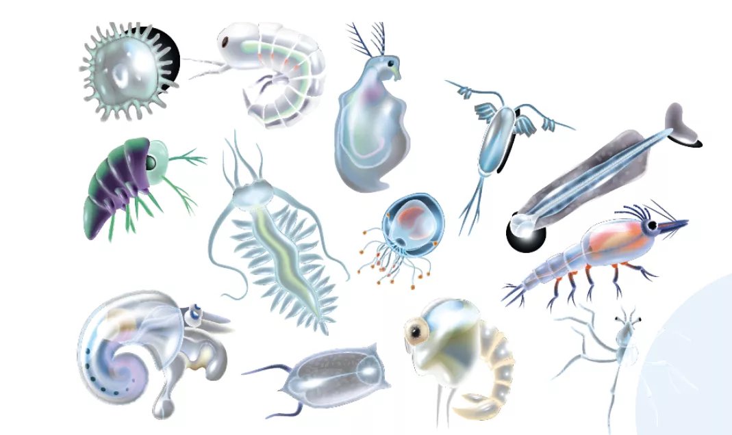 藏文科普 | 极端天气下,海洋生物又该何去何从?