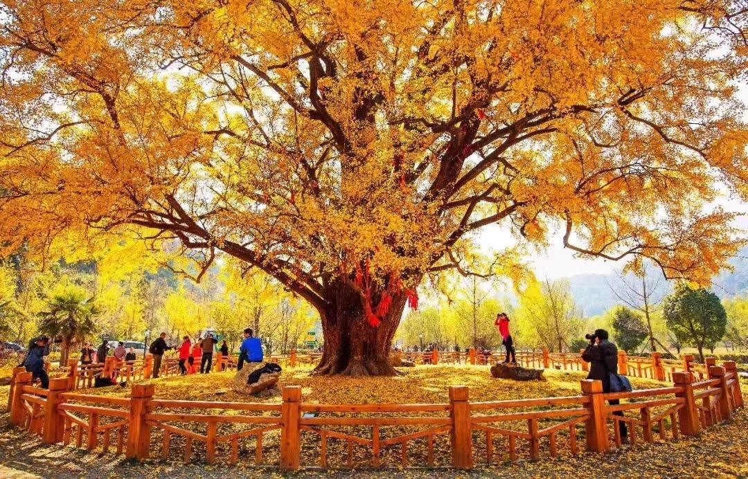 湖北最适合中老年人旅行的15个景点，去过一半证明您活力依旧