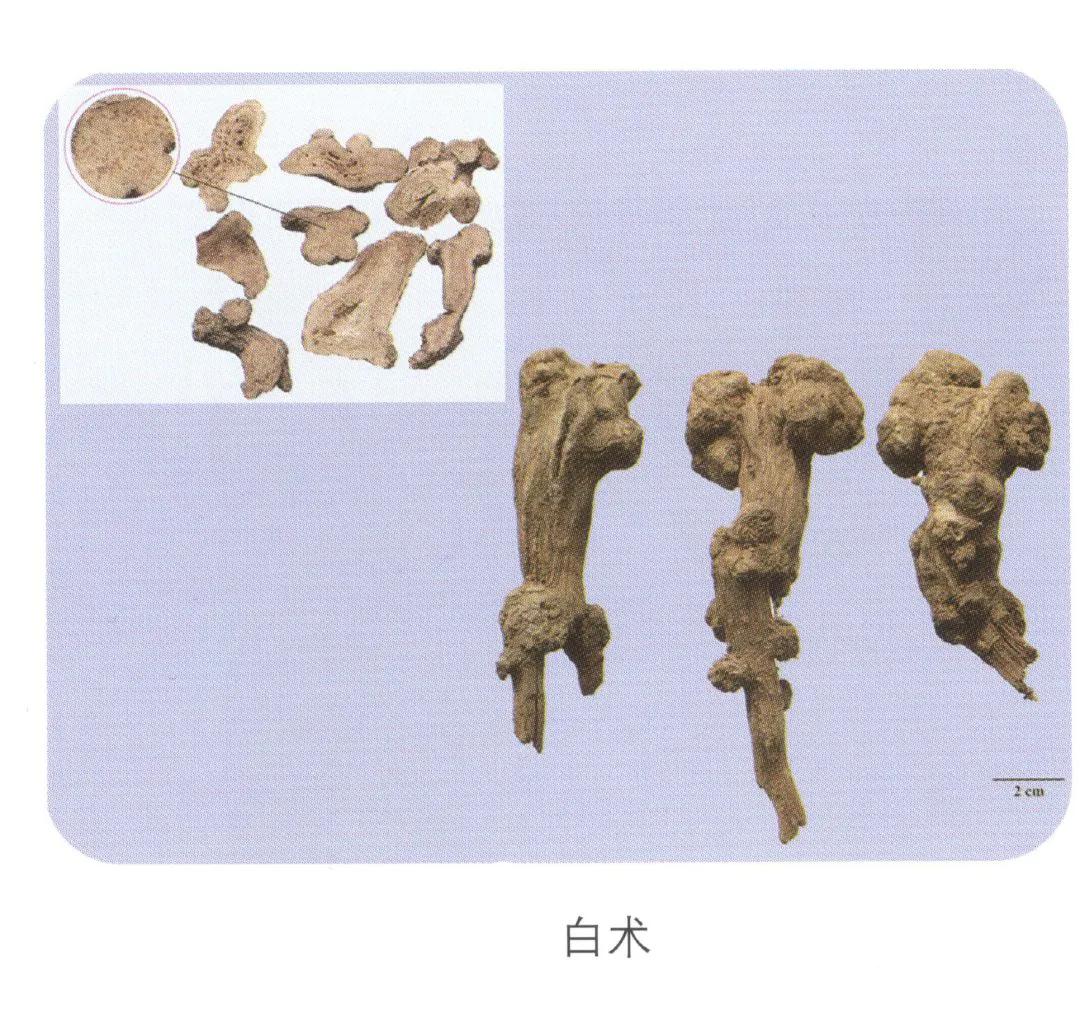 白术