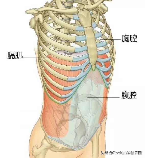 肋骨外翻是如何引起的？产后妈妈是不是更容易出现肋骨外翻？