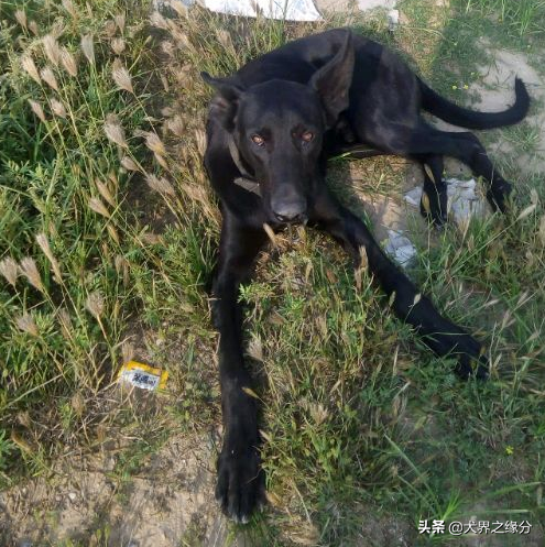 唯一走出国门的中华狼犬，被称为“黑夜游龙”，被欧美人追捧