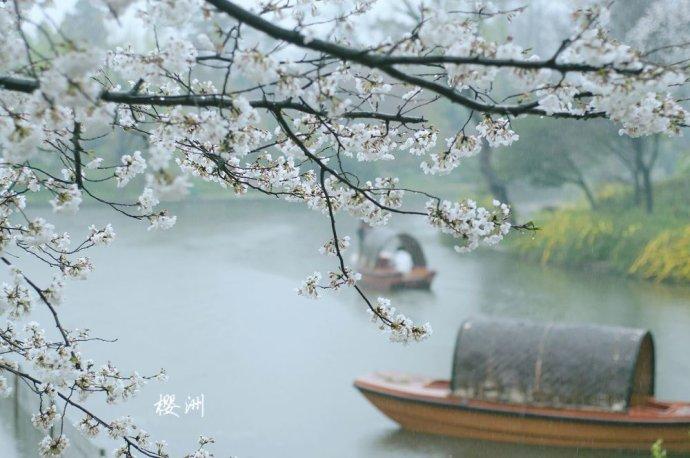 蝶恋花·樱花雨（竹榭）