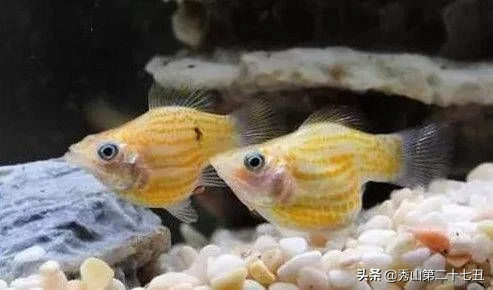 10大最好养又好看的观赏鱼，草金鱼榜首，孔雀鱼第九