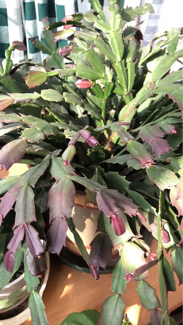 蟹爪兰的养殖方法和注意事项（蟹爪兰用什么肥料最好）