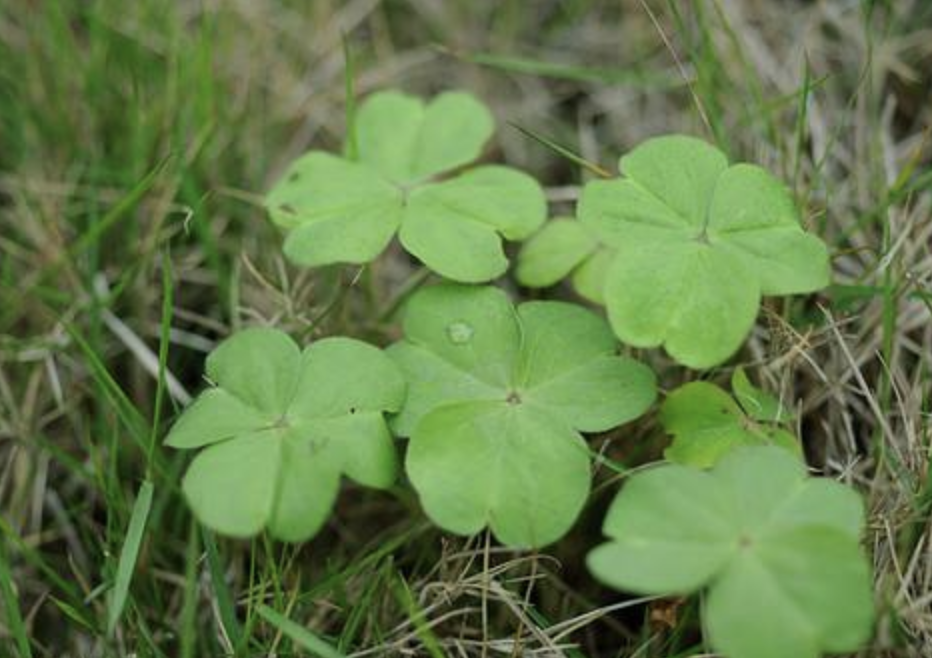 鱼钩草图片(在潮湿的院子里有一种钩钩草请爱惜它)