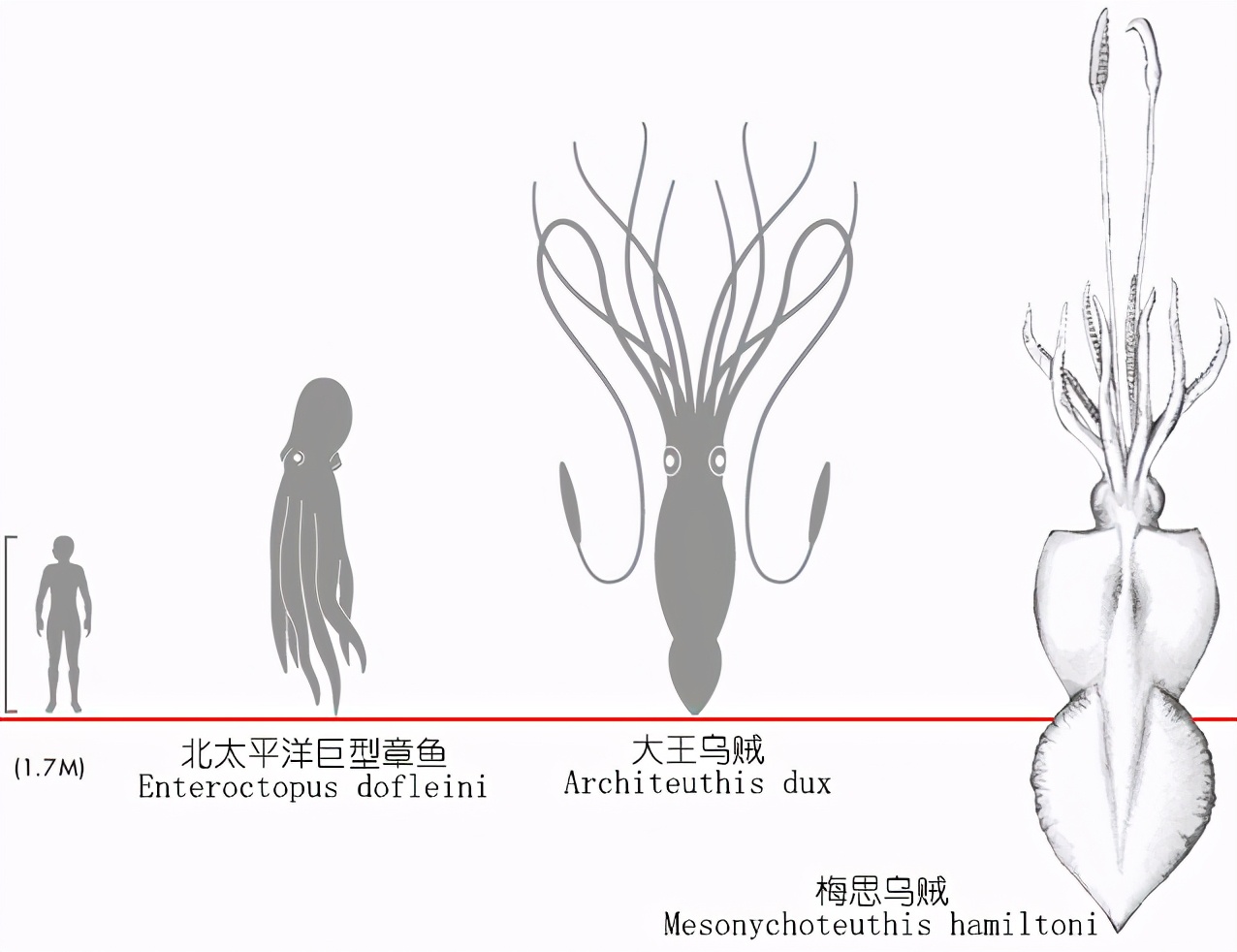 鱿鱼是鱼吗（鱿鱼的种类）