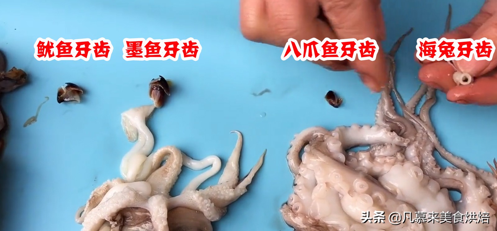 墨鱼与鱿鱼的区别图片（图文讲解二者之间的区别）