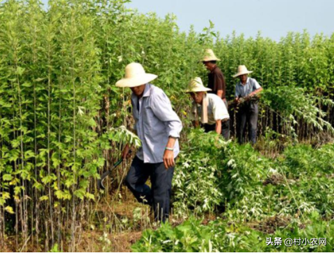 在農(nóng)村養(yǎng)殖什么賺錢,在農(nóng)村養(yǎng)殖什么賺錢成本低