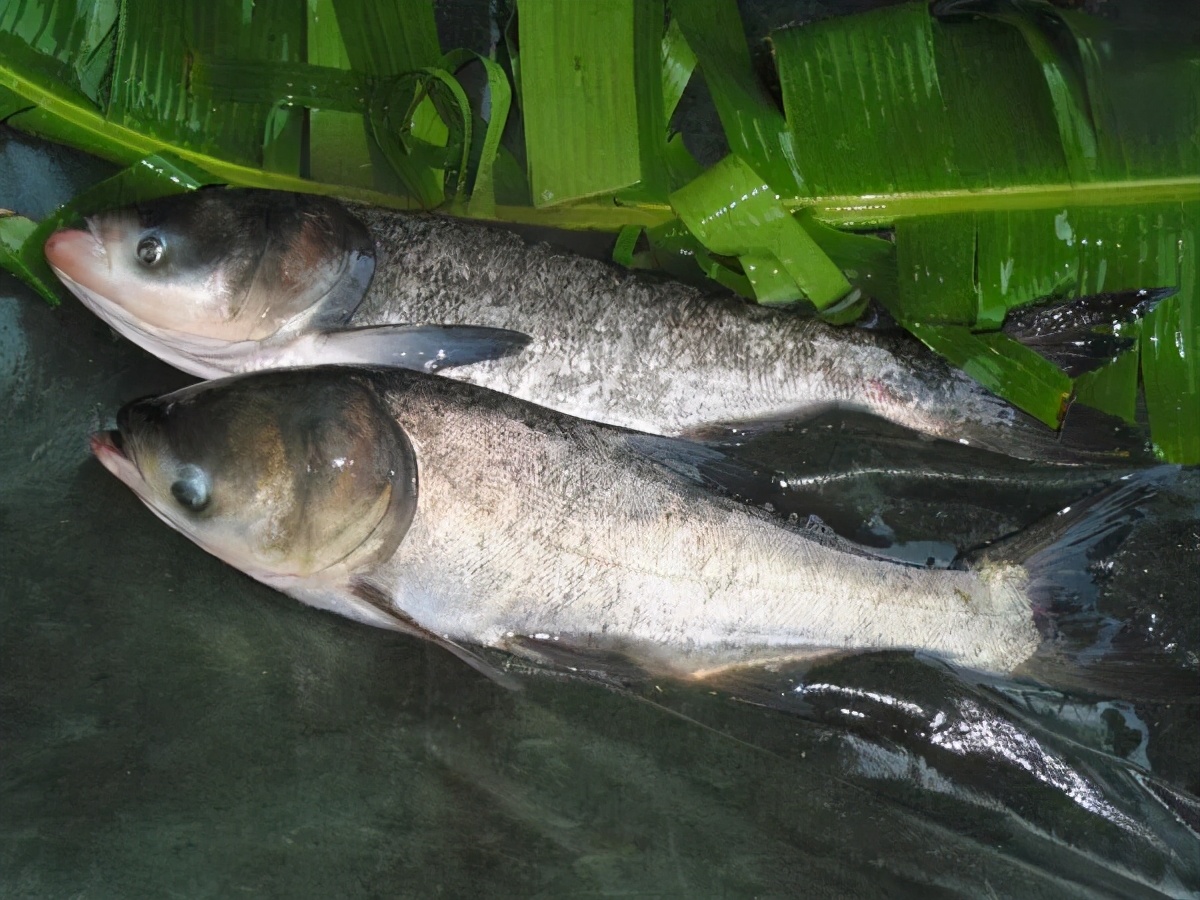 水产人，套养这些鱼品种，可以起到防治病害的作用