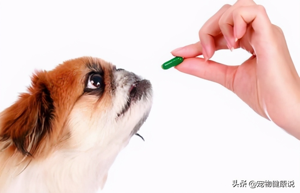 给狗狗喂食驱虫药的正确方法
