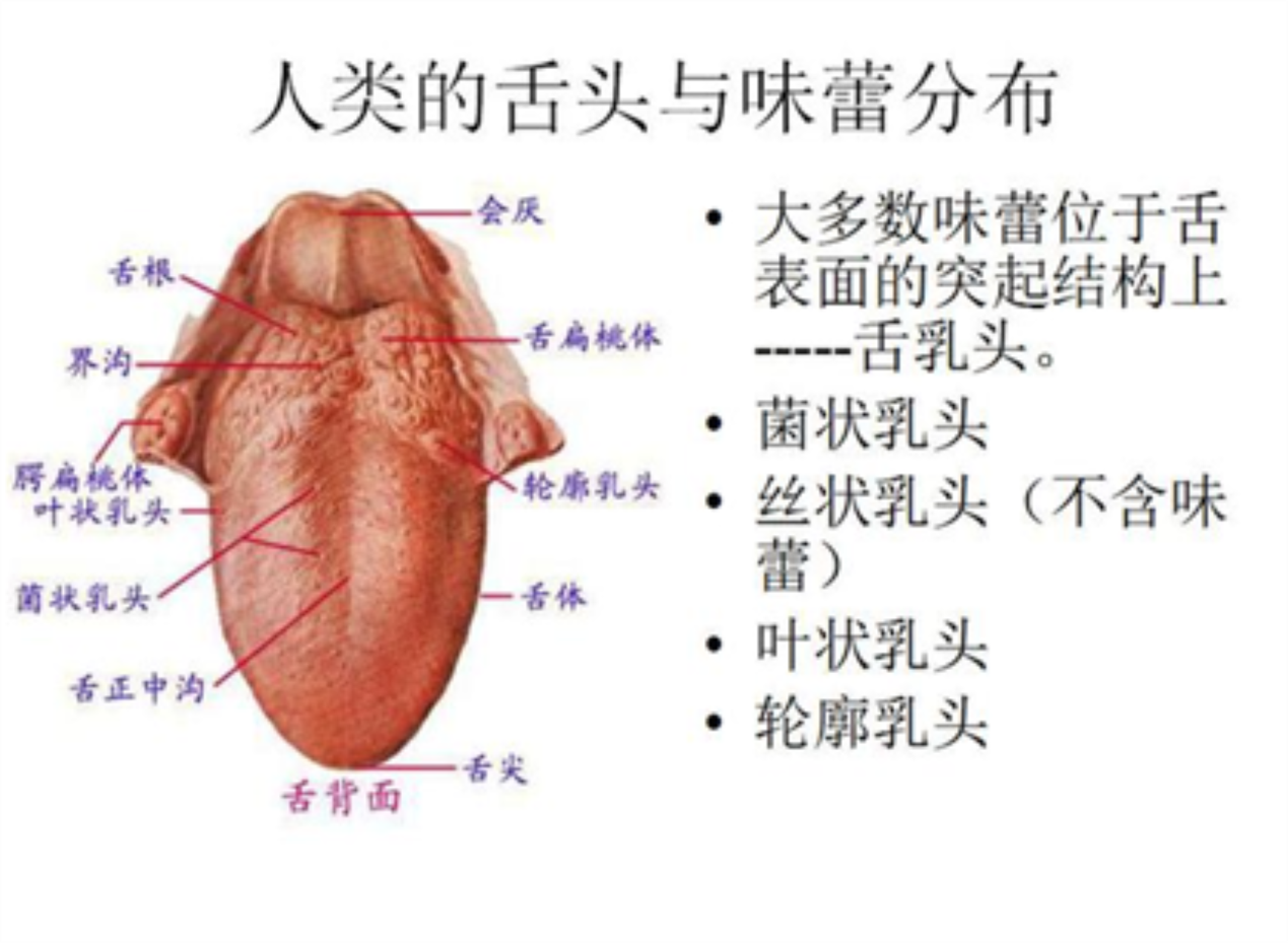 “好辣好辣”其实是“好痛好痛”，辣味根本不存在