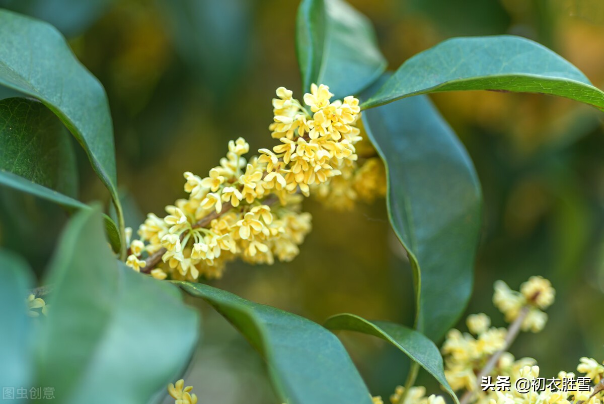 秋花的句子简短唯美(秋花的句子简短唯美一句话)