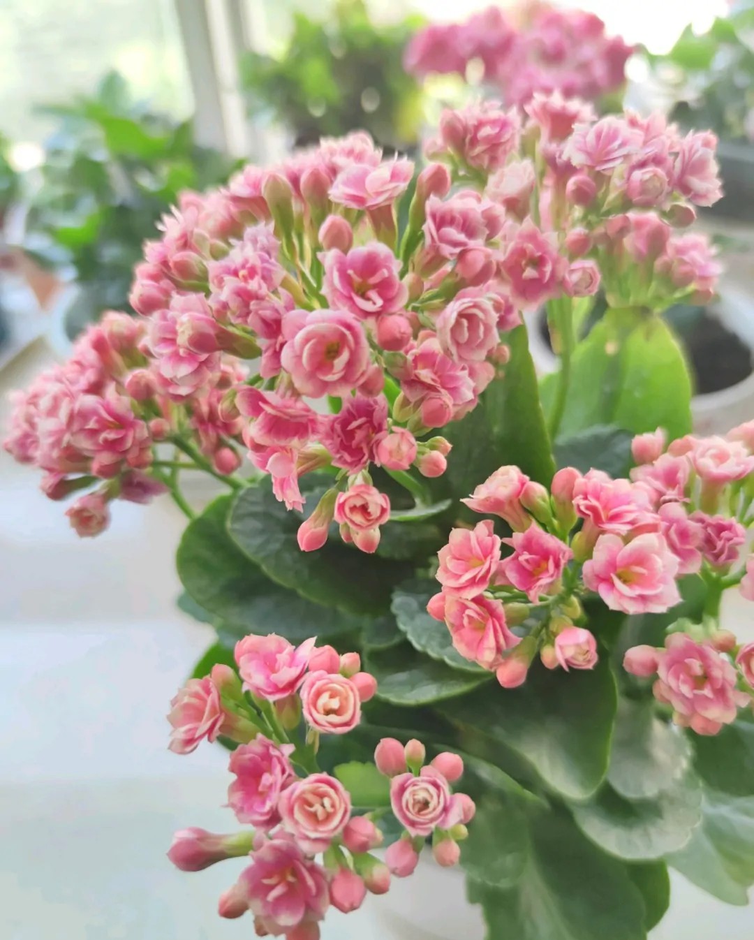 长寿花的颜色长寿花的颜色品种