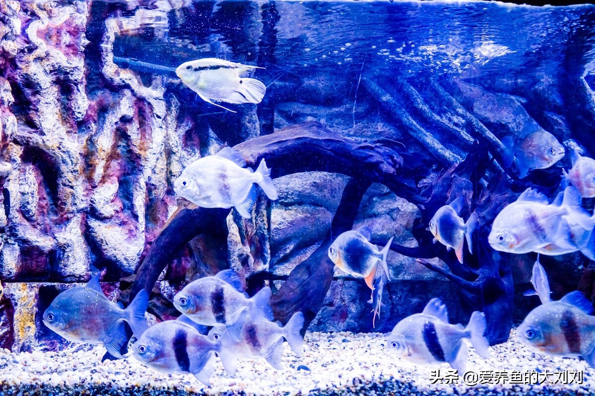 家庭养鱼用什么鱼缸比较好？怎么选择鱼缸呢？