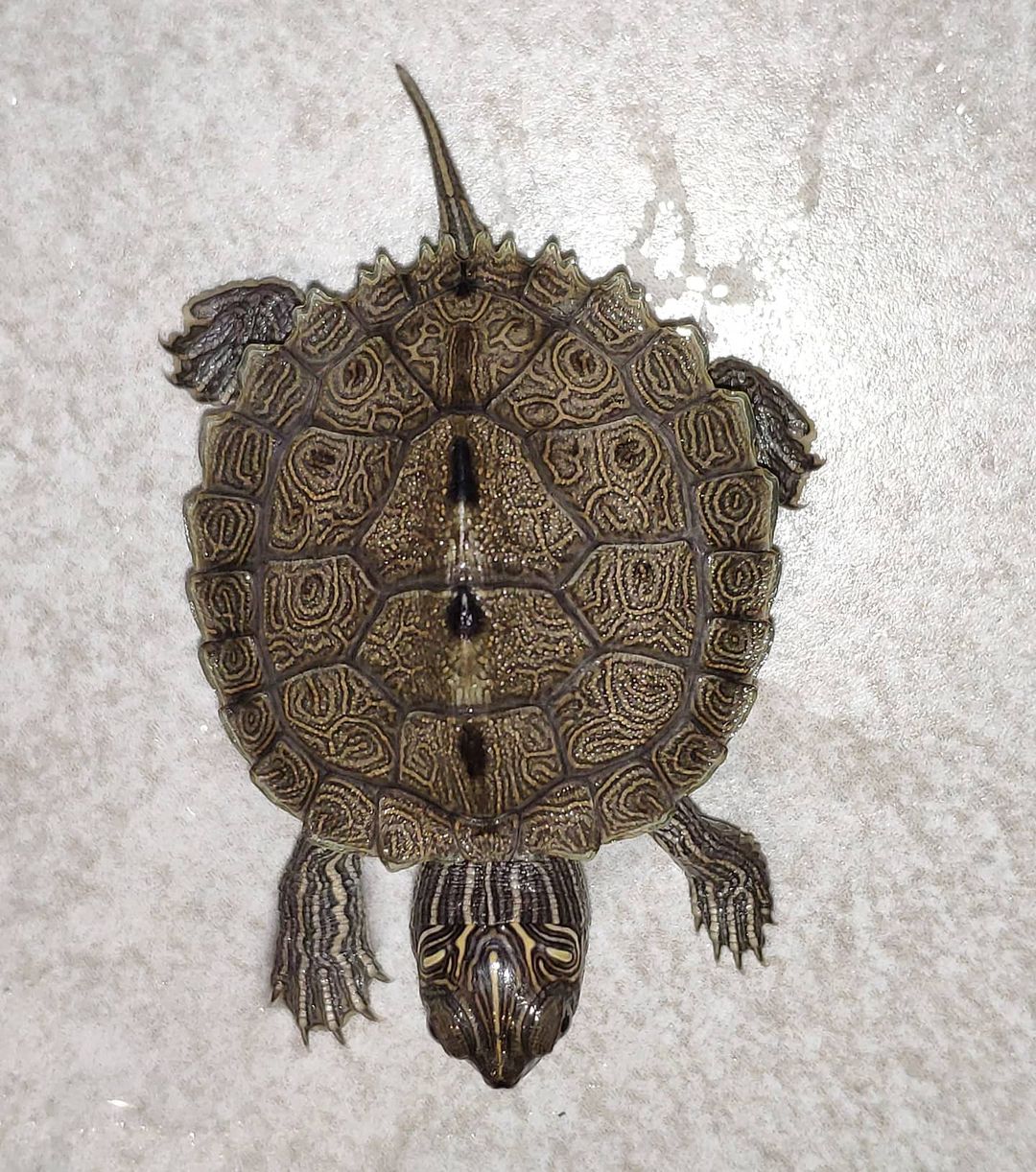 地图龟好养吗地图龟怎么养忌讳什么科普