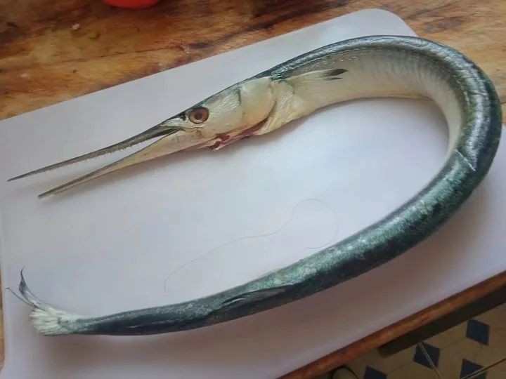 其实,"海洋三剑客"标志性的尖吻并不罕见,只是这三种鱼不但体型大