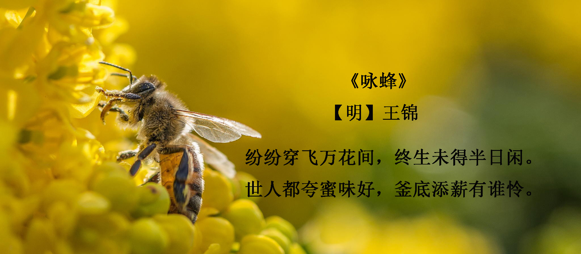 《咏蜂》【唐】罗隐不论平地与大山,无限风光尽被占.