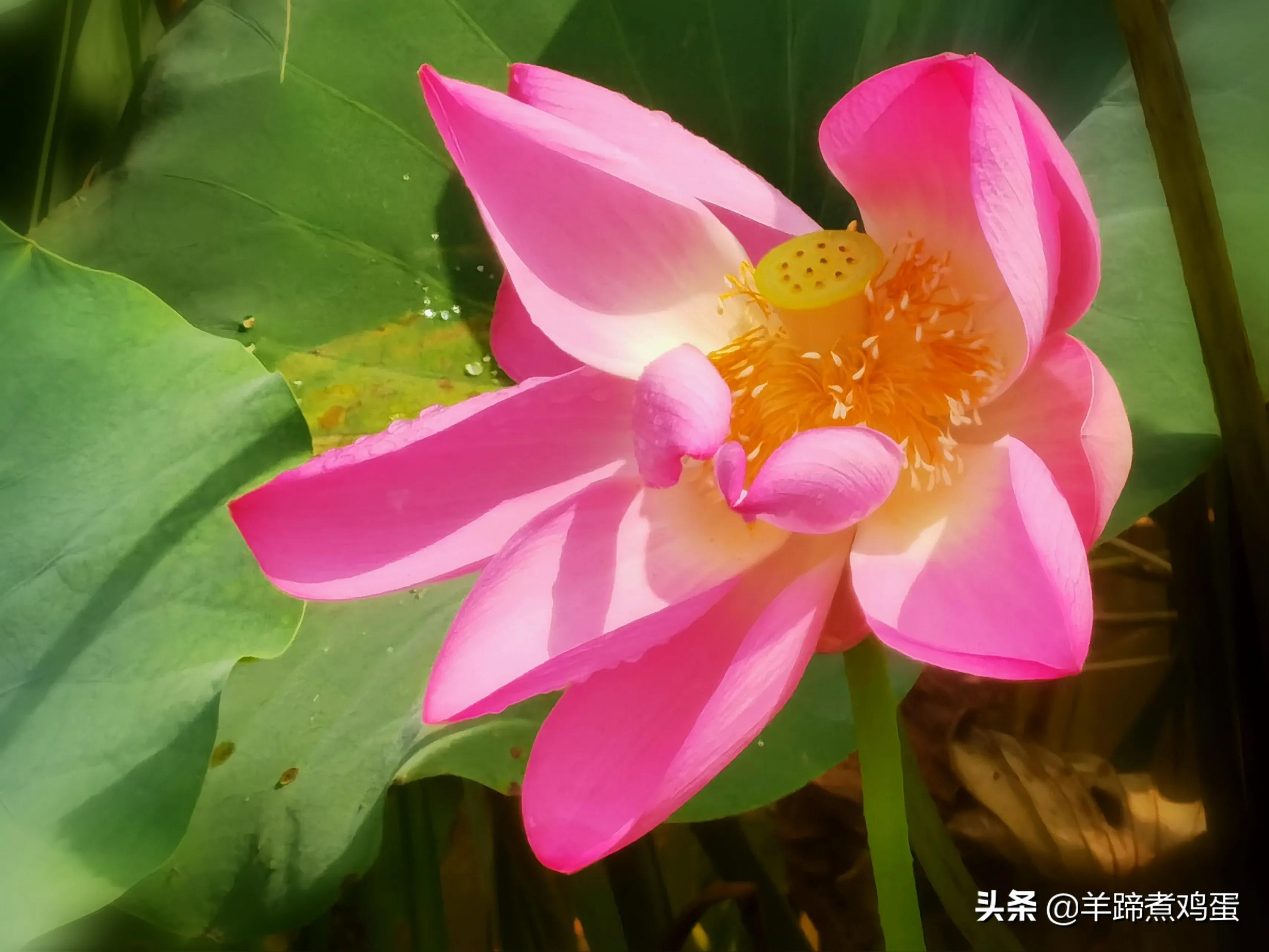 淫雨唤云行日隐耀霞红--雨后北京云空的美丽身影留下霞浓