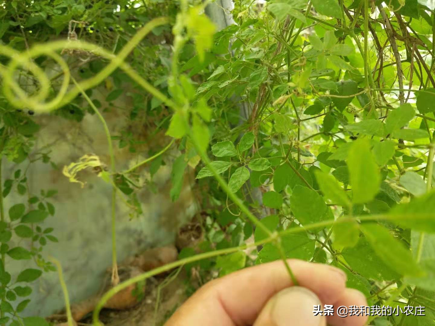 一,绞股蓝和乌蔹莓的区别与辨认方法.