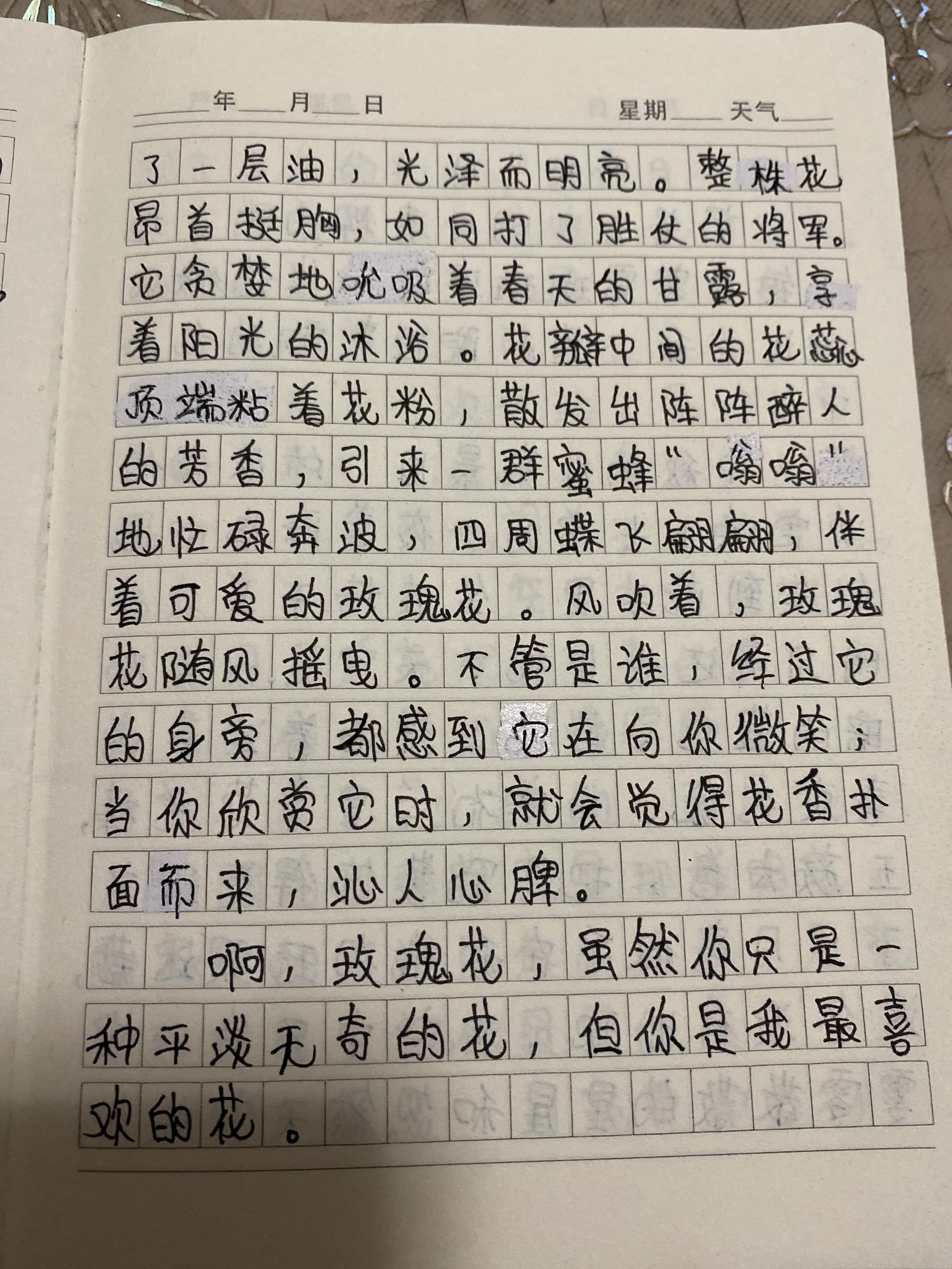 玫瑰花怎么写作文300字三年级(老师直夸好的玫瑰作文)