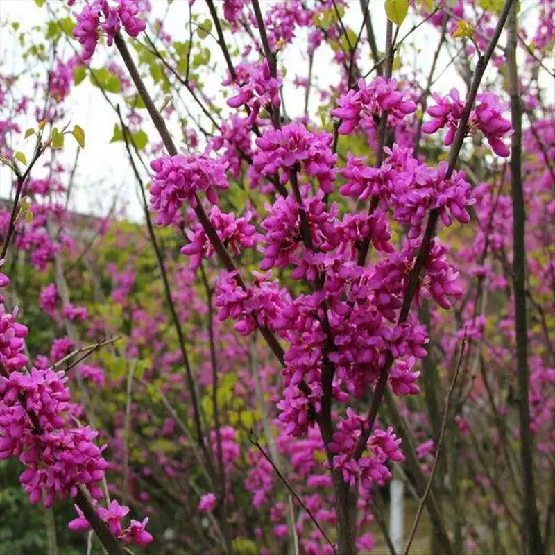 三月花图片（三月份开花的这十种植物介绍）