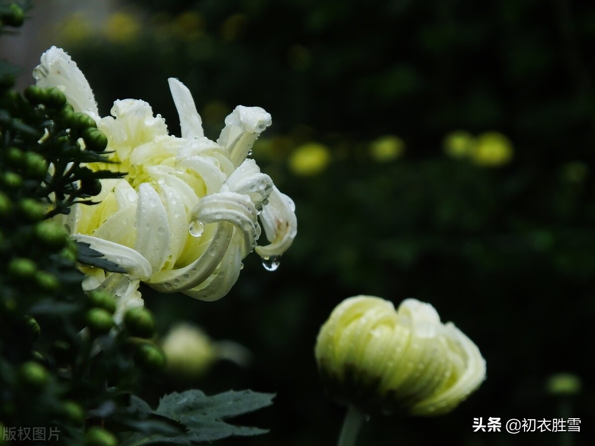 风雨菊花诗词四首赏读：寒枝带雨开仍艳，晚节凌霜赏未迟