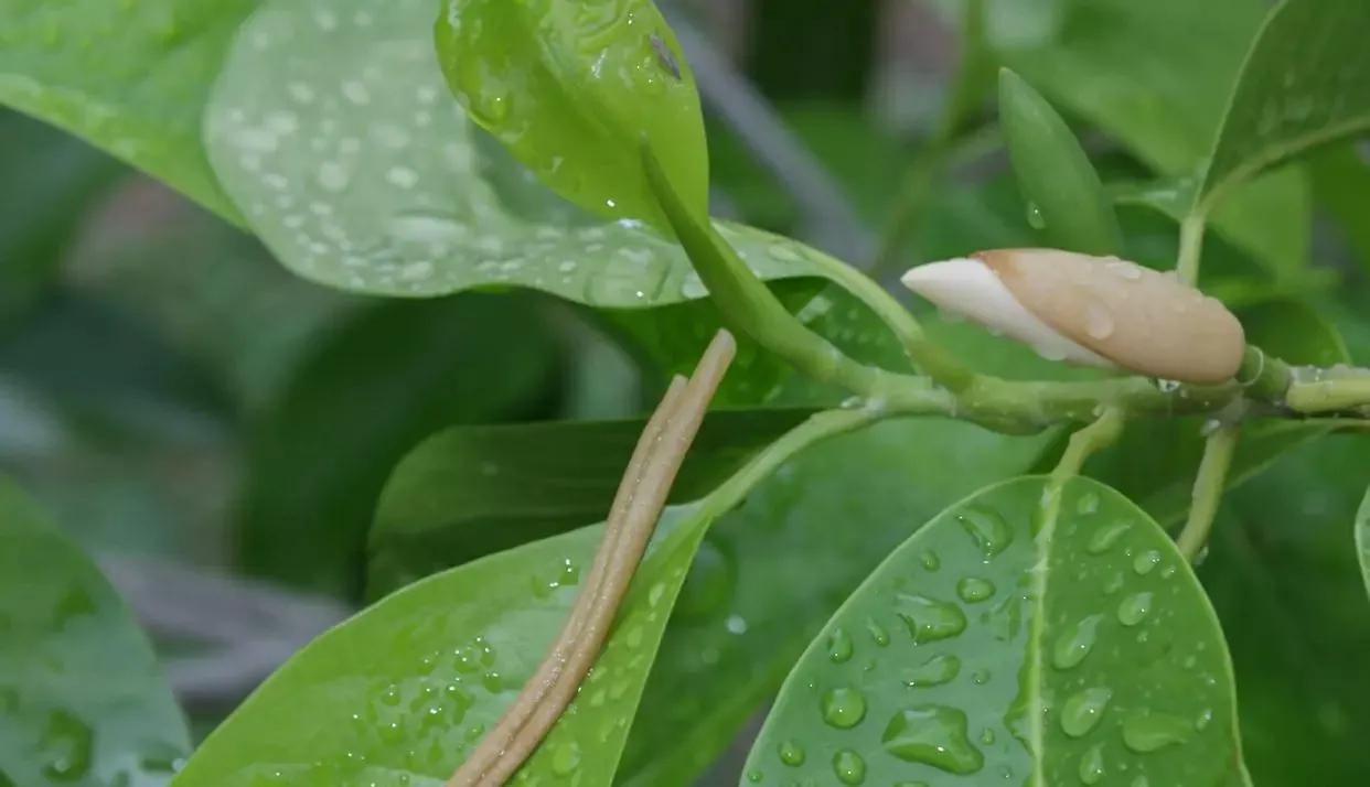 玉兰花花期（正确管理玉兰花的开花时间技巧分享）