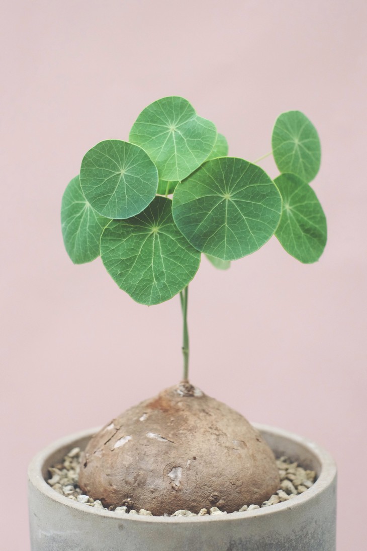 紫罗兰有毒吗（100种室内盆栽花草图鉴）