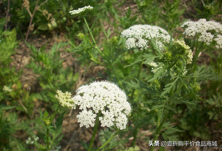 蛇床子壯陽太強了(蛇床子是怎麼壯陽補腎的,還有哪些功效你知道嗎?