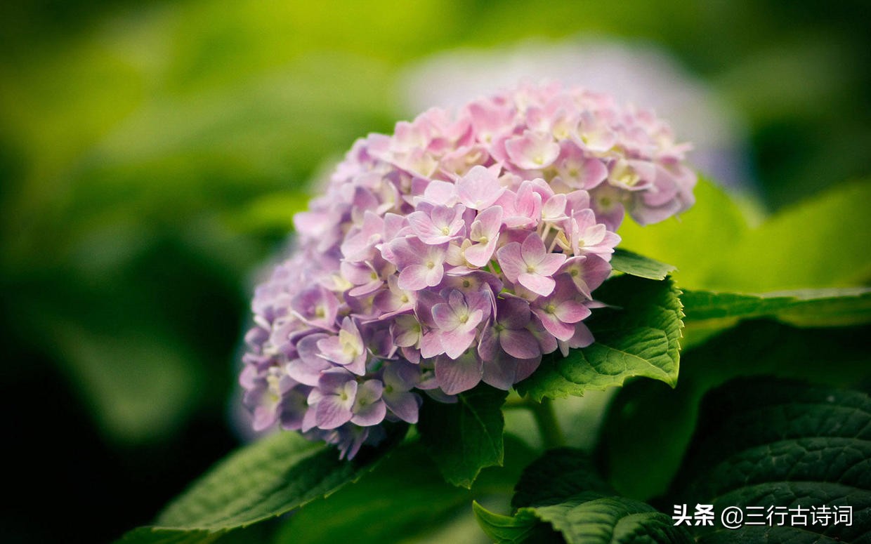 风吹草低雨丝长，叶落阡陌秋水凉