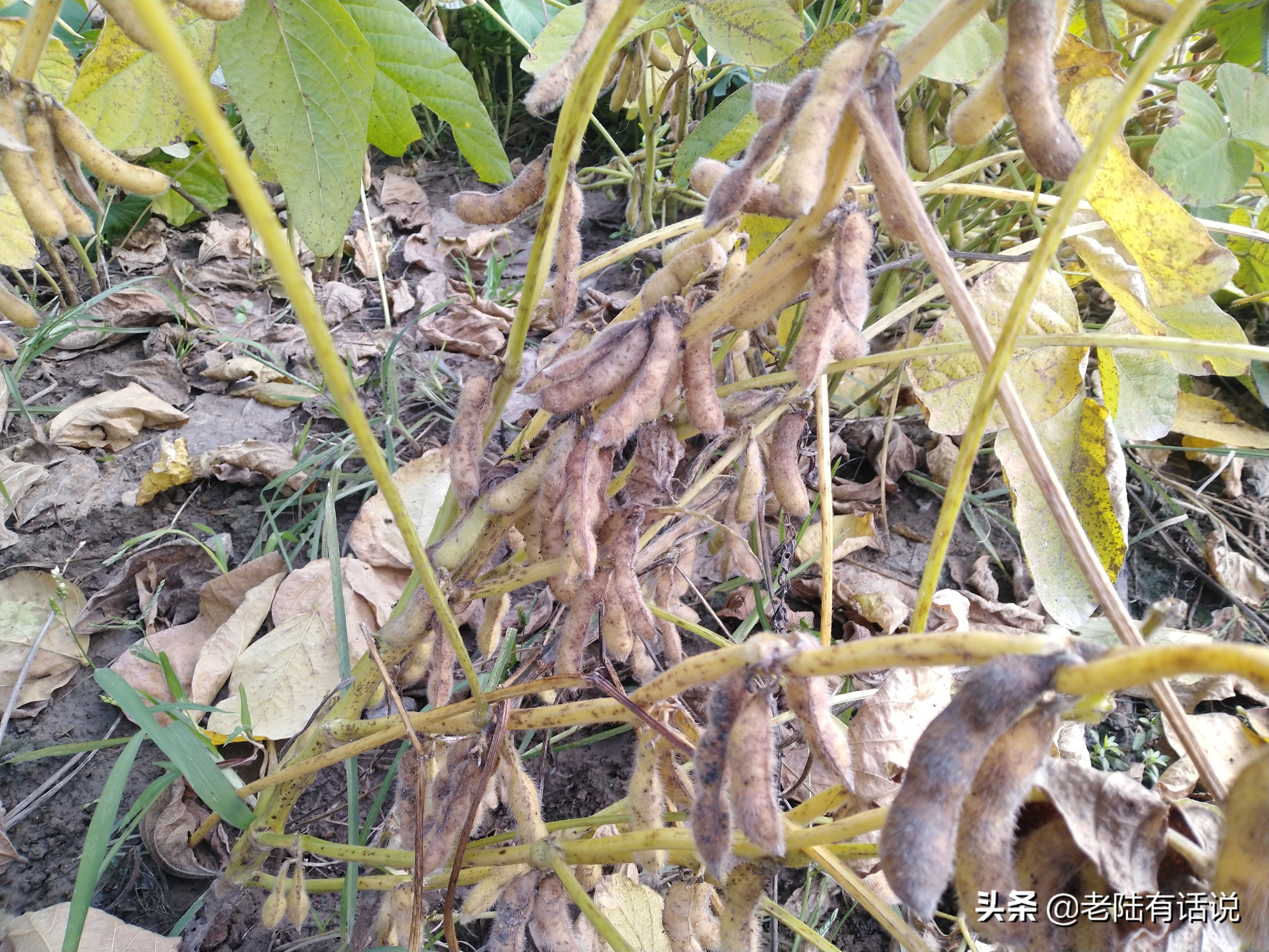 我的城市小菜园，我的田园之梦，金秋收获绿色食品