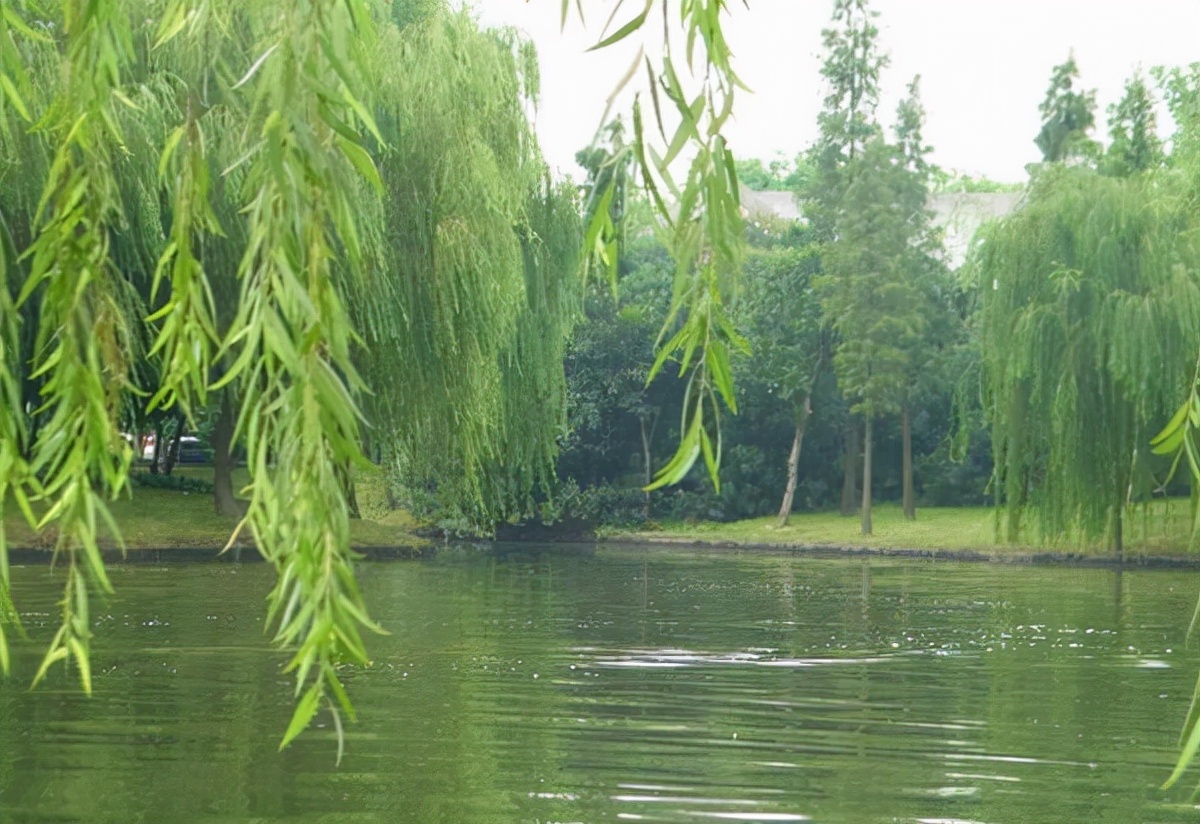 雨后李清照思念新婚丈夫，写下一首撩人的宋词，句句都在诉说相思