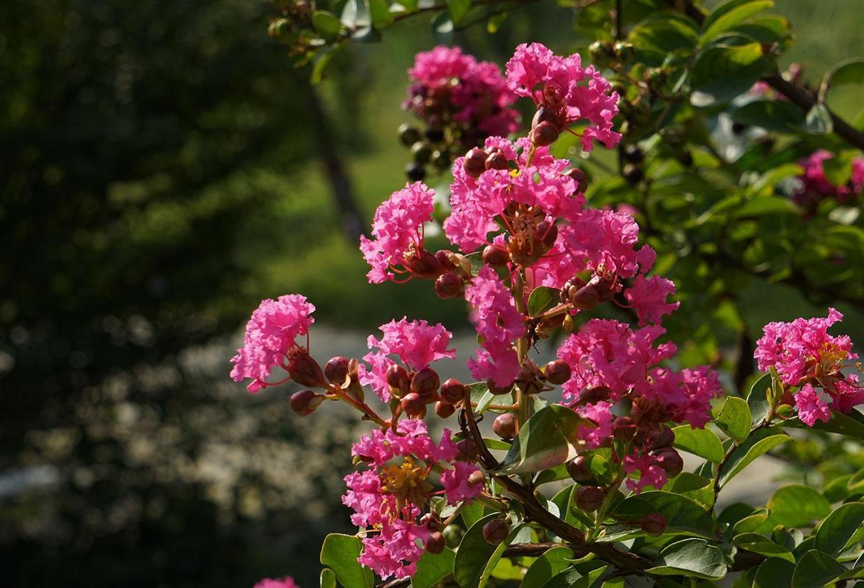 生命力顽强，开花成球的紫薇花，注意这2点，养护时很轻松