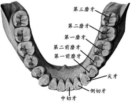 智齿是人在成年后(一般在18岁之后)会生长出的第三磨牙,指的是牙槽骨