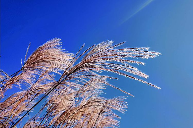 遇见作文结尾唯美句子写景_晶羽科技