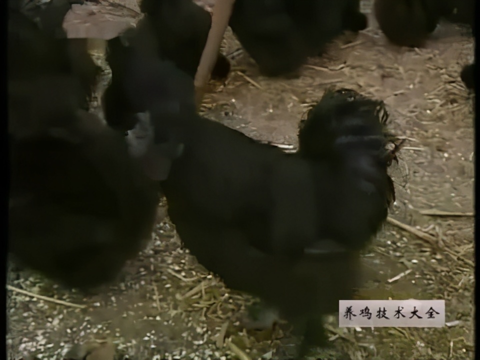 养鸡技术大全视频教材鸡品种介绍二：黑凤乌鸡