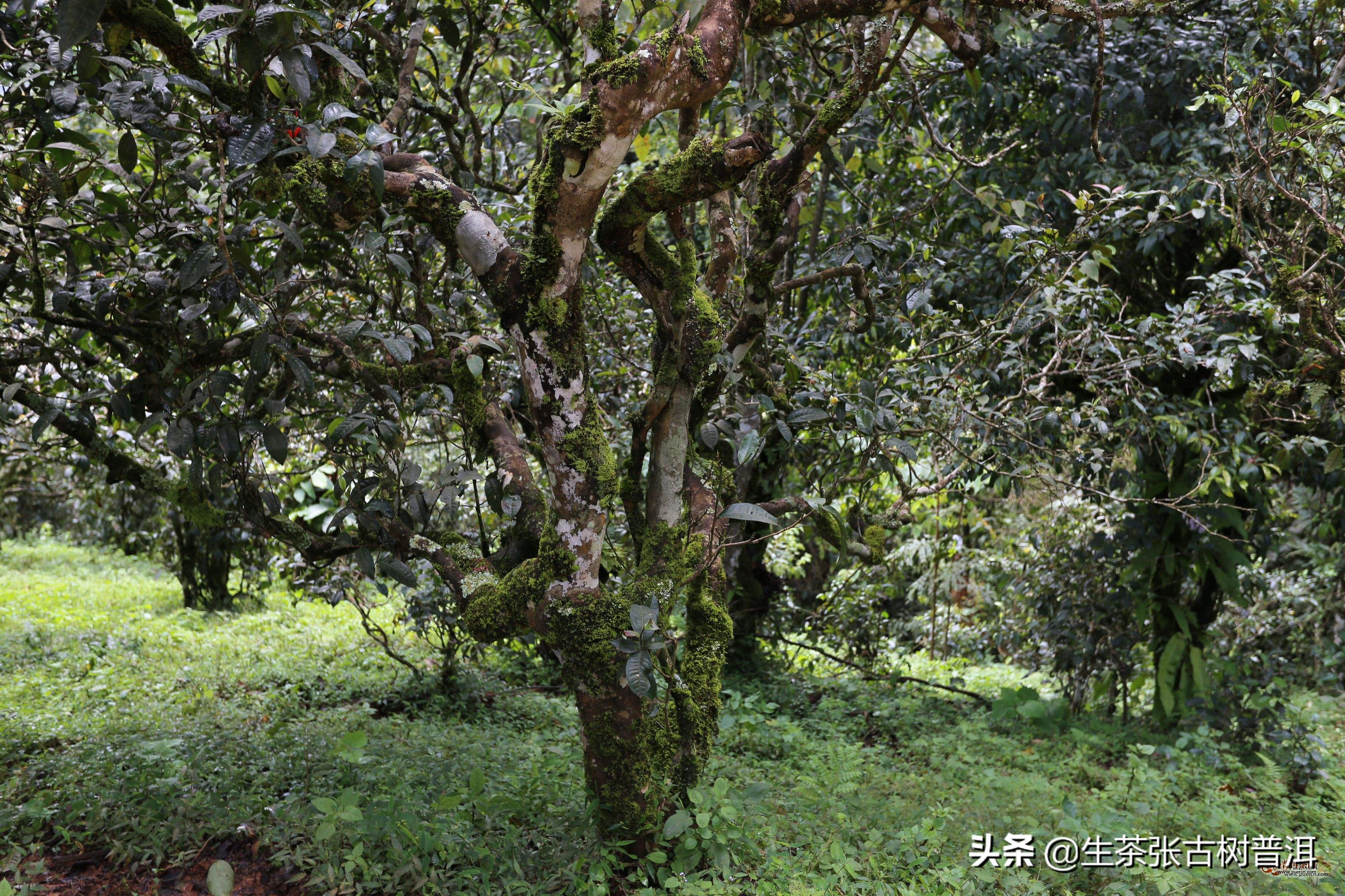 冰岛普洱茶哪家最正宗（推荐5款味道最正宗的普洱茶）