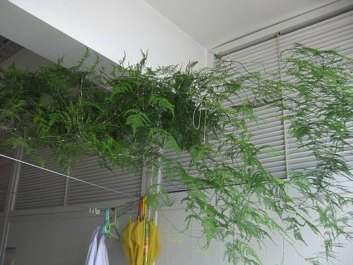 文竹浇白糖水有用吗（文竹的养护方法技巧）