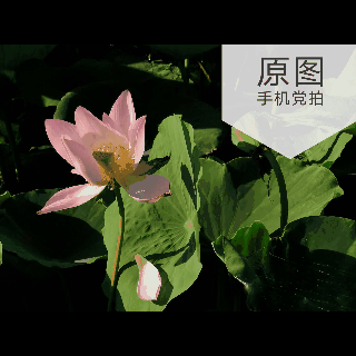 拍的荷花太普通？教你手机后期调出“高级橙”｜秒变美