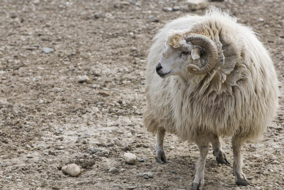 十年后才知道,美羊羊的羊角并非什么穿帮,母羊其实也有角