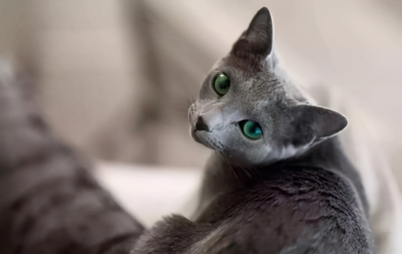“俄罗斯蓝猫”为什么这么少人养？看完它的缺点就懂了