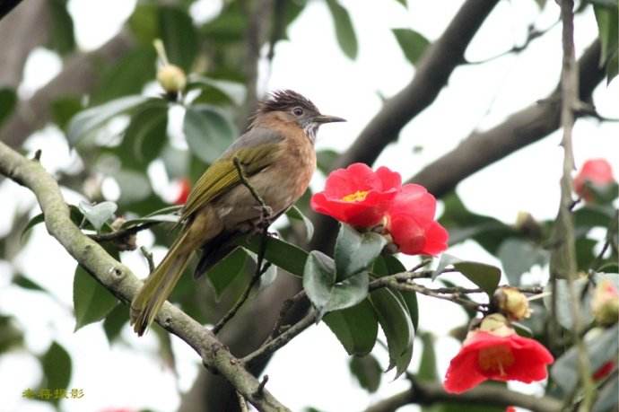 鸟儿啁啾，“啁啾”两个字怎么读，什么意思？
