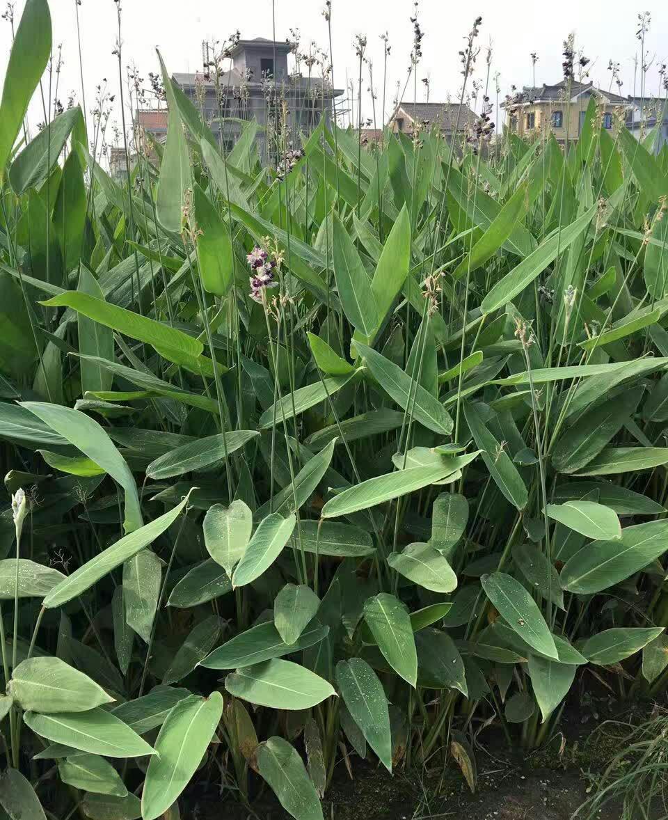 水生植物有哪些图片及名称什么叫水生植物