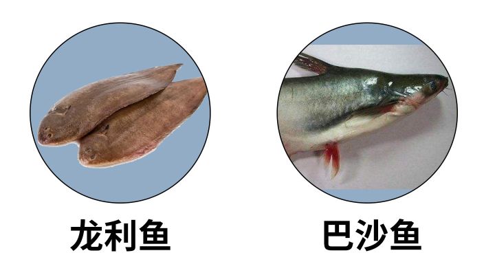 超市里买的龙利鱼其实都是巴沙鱼？这种鱼到底是什么来头？