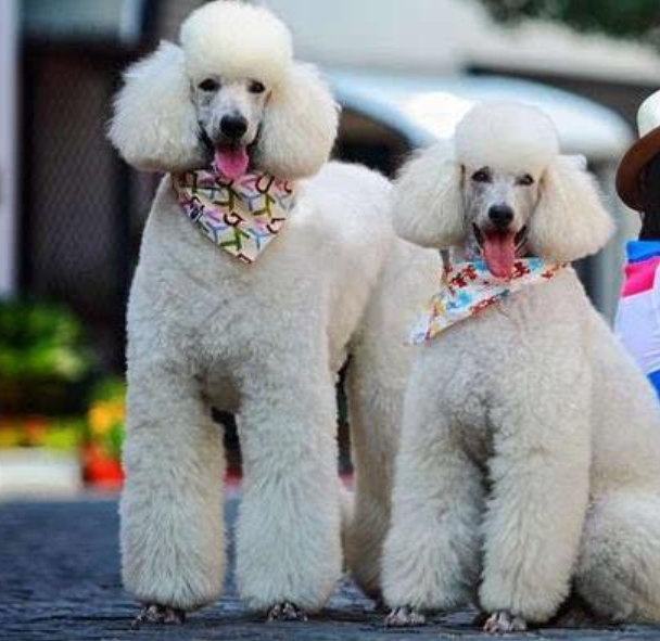 同样是贵宾犬,饲养巨型贵宾犬的人,为什么那么少?