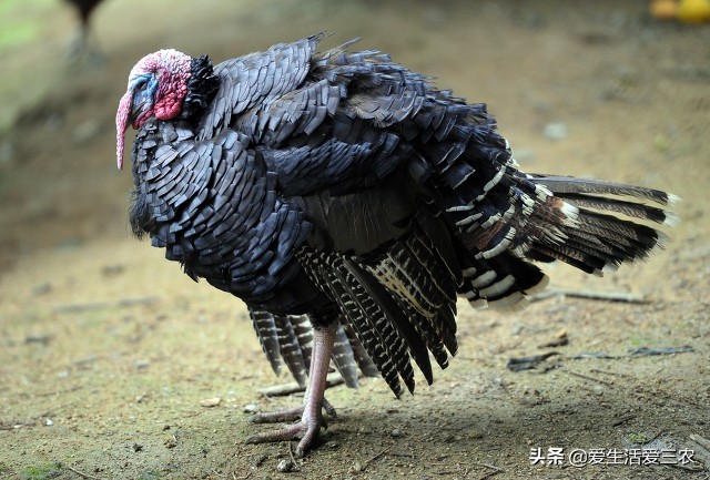 尼古拉火雞,尼古拉火雞可以長多大