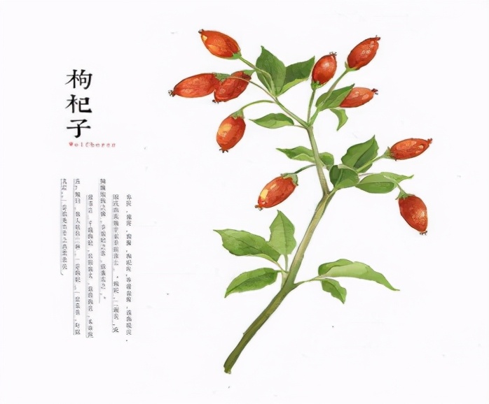 对于于枸杞子，再有该署你没有晓得的事件
